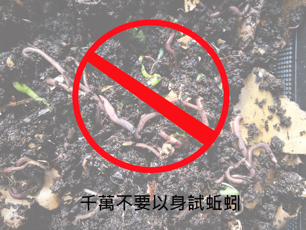 IMG20200628064145-1 蚯蚓降溫法