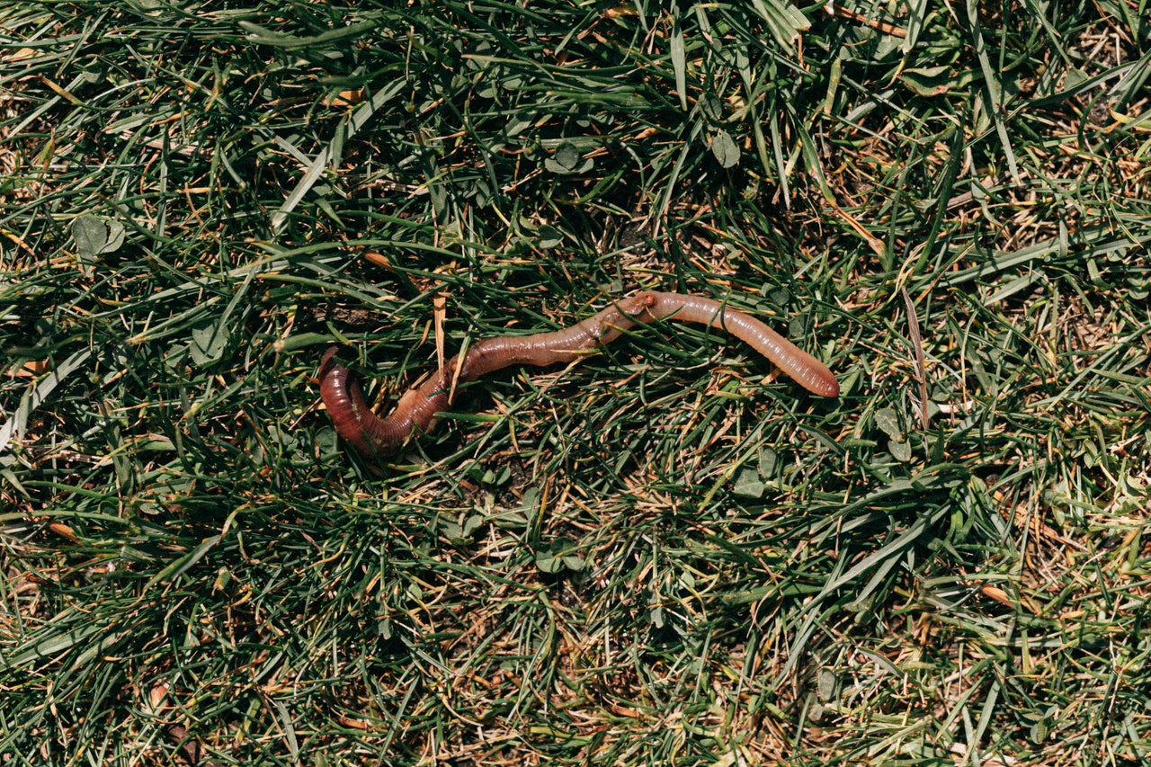 red-earthworm-crawling-on-grassy-soil-4386491 (2) 蚯蚓大逃亡